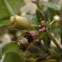 Hedyotis trimenii var. trimenii Deb & Ratna Dutta